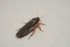 IansRoaches043-1.jpg