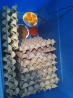 Lateralis Setup 3.jpg