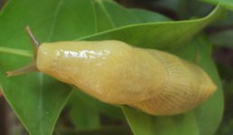 banana slug (22).JPG
