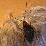 CockroachBarrette.JPG