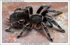 Aphonopelma_seemani.jpg