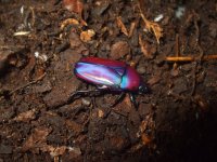 chlorocala_africana_oertzeni_4_by_invertinsight-d4a18d1.jpg