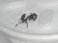 ghost_mantis_nymph_by_invertinsight-d489zo1.jpg