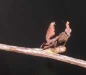 little_paradoxa_by_invertinsight-d4czd9i.jpg