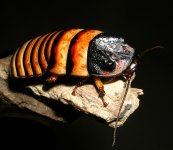 RoachCalendar2012.jpg