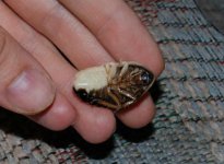Ryansdeformedcockroach2.jpg