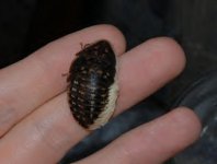 Ryansdeformedcockroach1.jpg