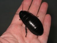 IMG_8674_1.JPG
