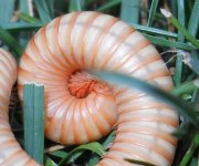 AlbinoMillipede.JPG