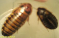 IMAG0091.JPG