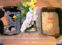 Solitary hisser 2.jpg