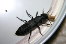 rove_beetle_crop.jpg
