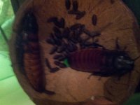hisser.jpg