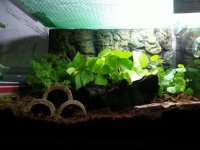 Hisser tank.jpg