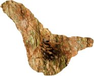 cockroach 1.jpg