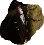 cockroach3.jpg