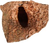 cockroach4.jpg