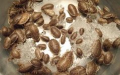 Natures Best Premium Blaptica Dubia Roaches.jpg