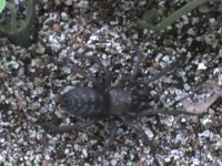 Psalmopoeus_sp._baby_1_inch.jpg