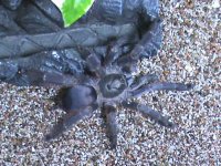 Tapinauchenius_plumipes_adult_female.jpg