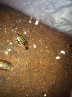 roach babies 2 (2).jpg