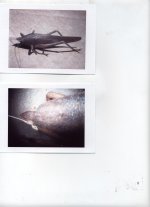 bug_11_7_07.jpg