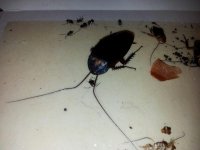 roach 1.jpg