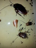 roach 2.jpg