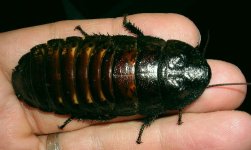 hisserhybridFemale.jpg