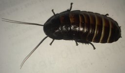IMG_7066.JPG