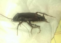 cropbug.jpg