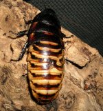 Tigerhisserbadsegments.jpg