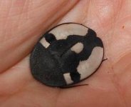 tiny Therea petiveriana.JPG