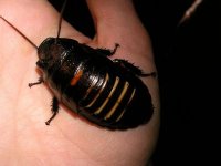 Portentosa x tiger hisser adult male hybrid.JPG