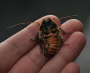 DSC_0740.jpg