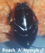 Roach-a-1.jpg