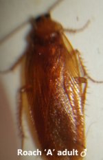 Roach-a-2.jpg