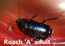 Roach-a-3.jpg