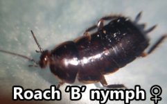 Roach-b-1.jpg