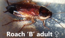 Roach-b-2.jpg