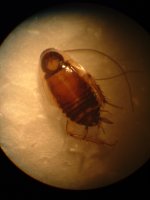 Euthlatoblatta totonaca male.jpg