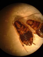 Euthlastoblatta sp. chiapas females.jpg
