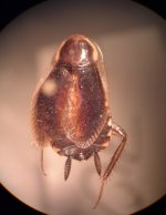 Euthlastoblatta orizabae female.jpg