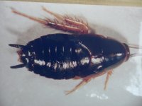 Anisopygia latisecta.jpg