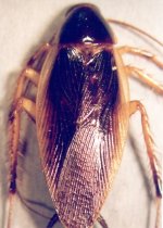 Xestoblatta totonaca.jpg