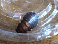 Unidentified Roach Nymph.JPG