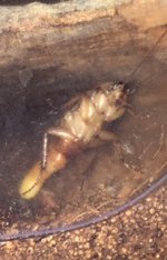 Parcoblatta divisa with mystery object.jpg