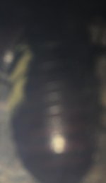 FullSizeRender.jpg