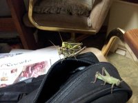 IMG_20160707_162219.jpg