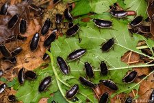 Loboptera-decipiens.jpg